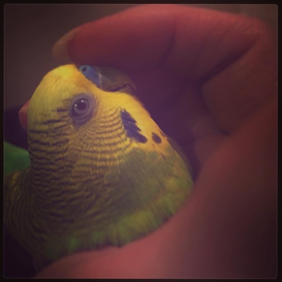 Meet your Posher, Tara - Picture 10 of 10